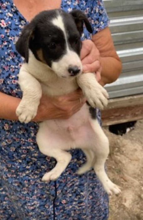 Цуценята, кошенята