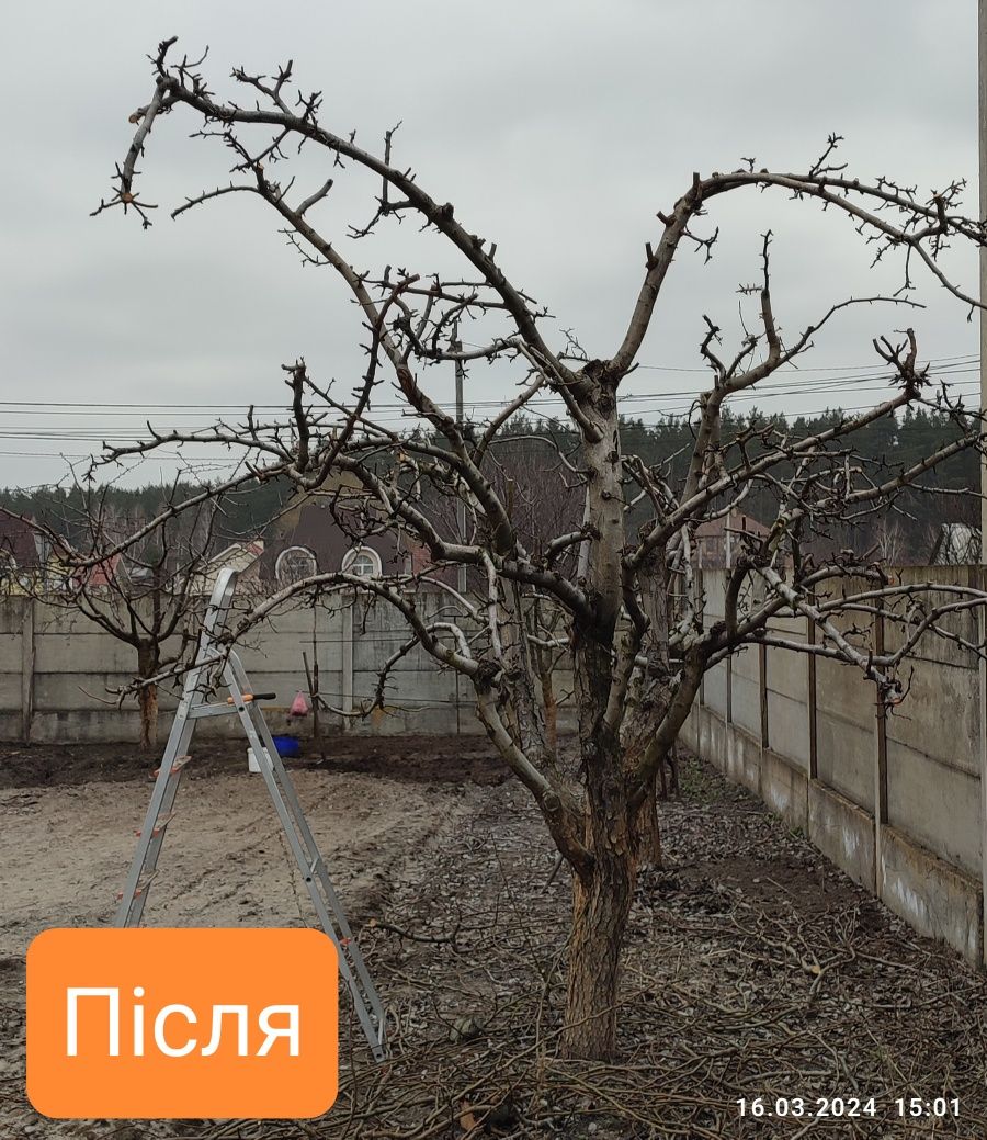 Обрізка плодових дерев і виноградників