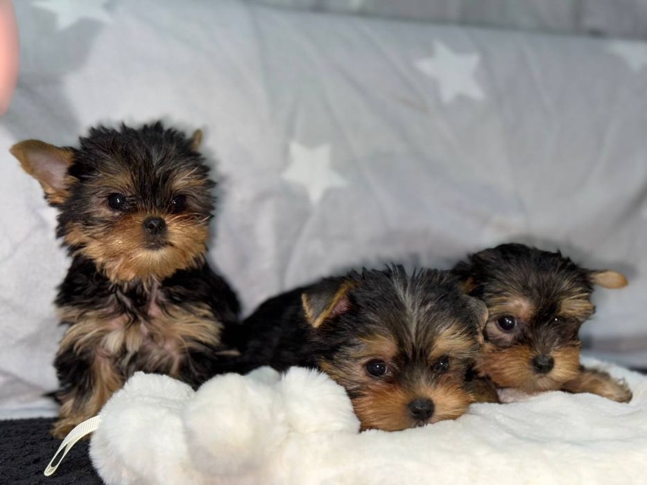 Маленькі клубочки