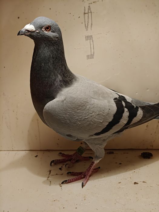 Gołębie pocztowe - Bosy Cieśla / Klaas-Kruger