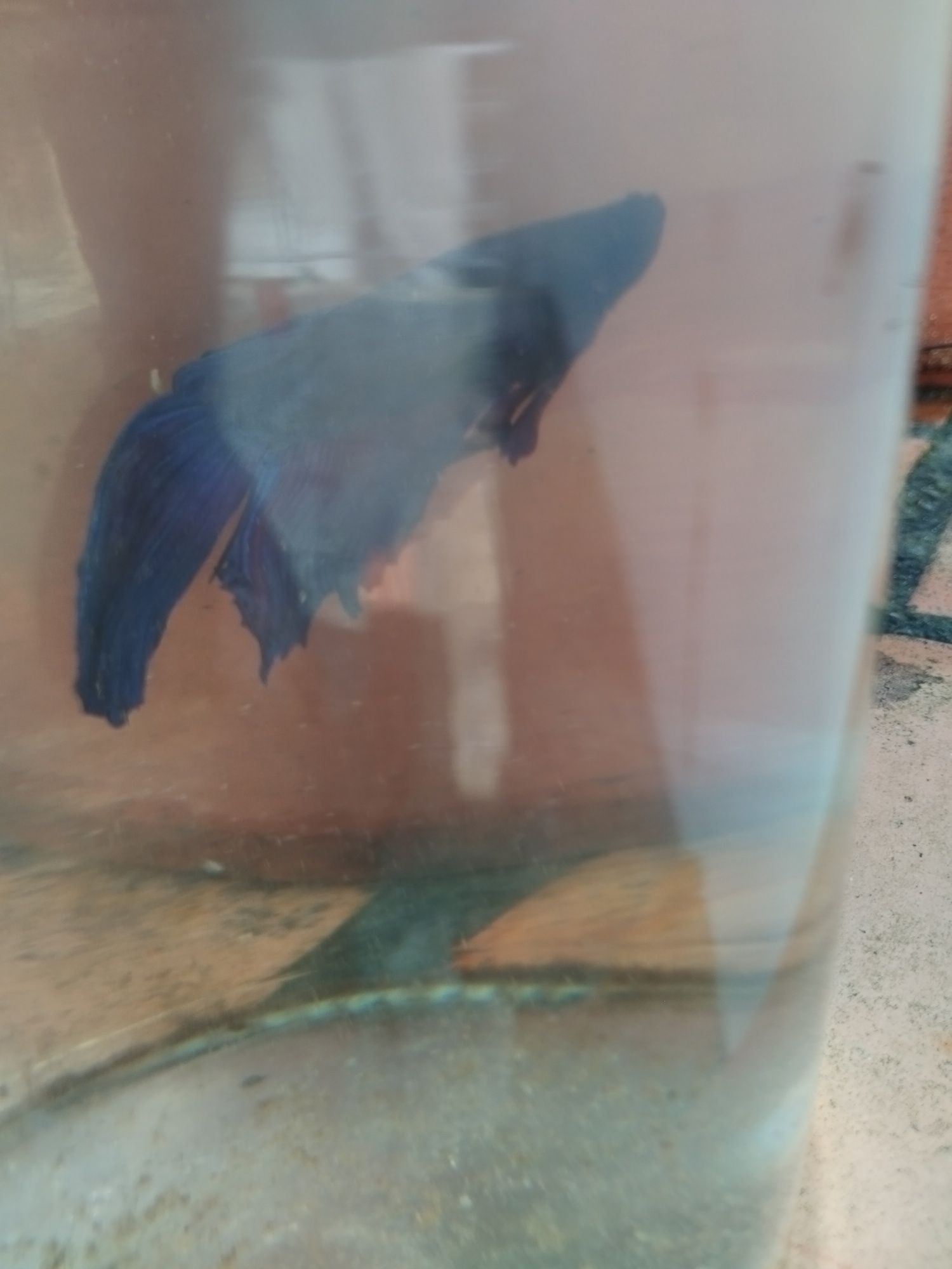 Betta splendens macho