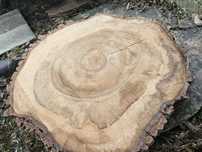 Plaster orzecha 10 cm grubosci