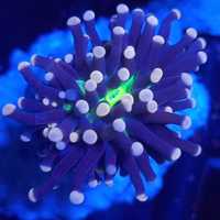 Euphyllia Cristata Joker 1H koralowiec akwarium morskie koralowce