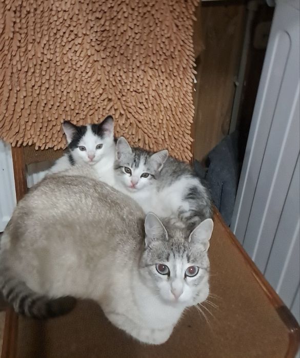 Отдам котят бесплатно