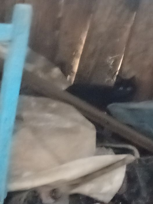 Продам  котик чорний