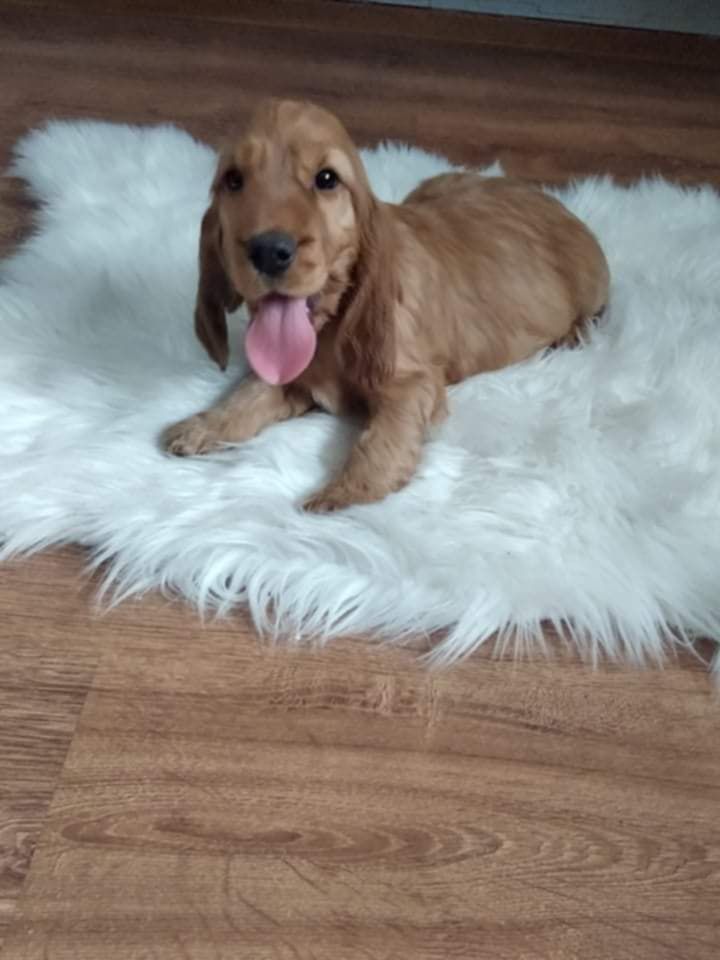 Cocker spaniel piesek