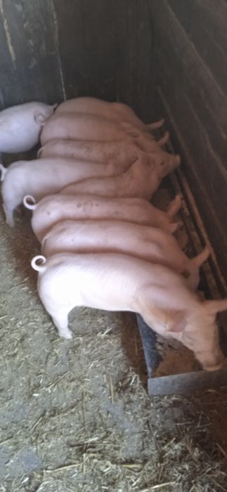 Продаються поросята трех породний гібрід