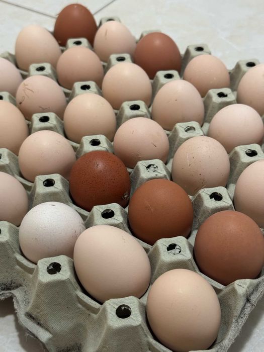 Świeże jaja wiejskie z wolnego wybiegu