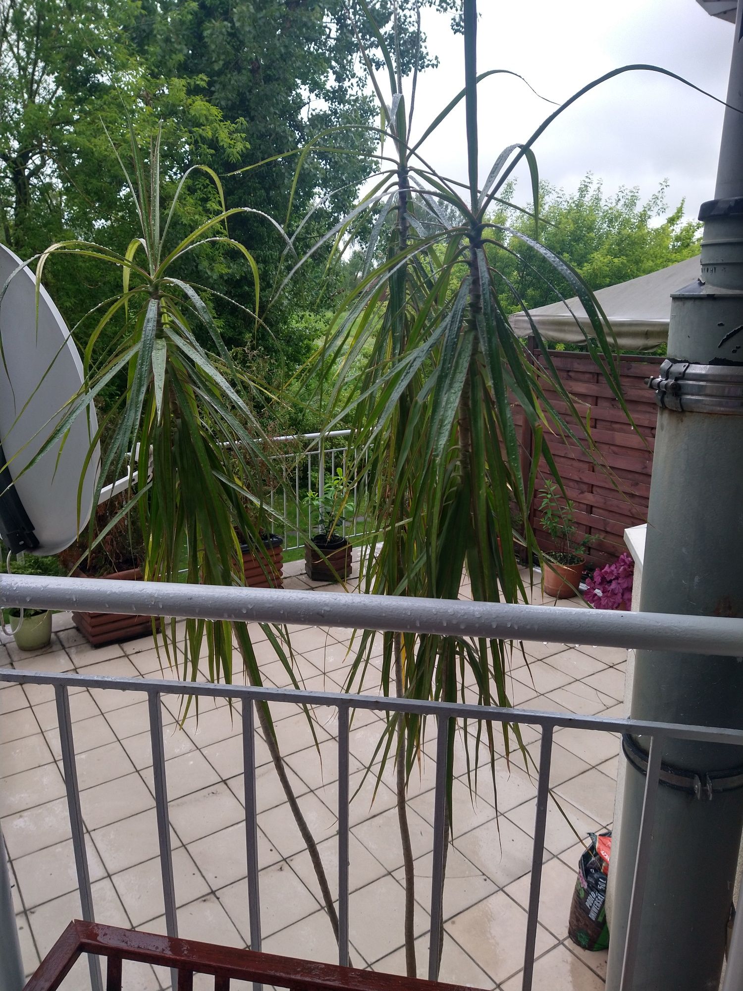 Dracena Marginata  2,8m