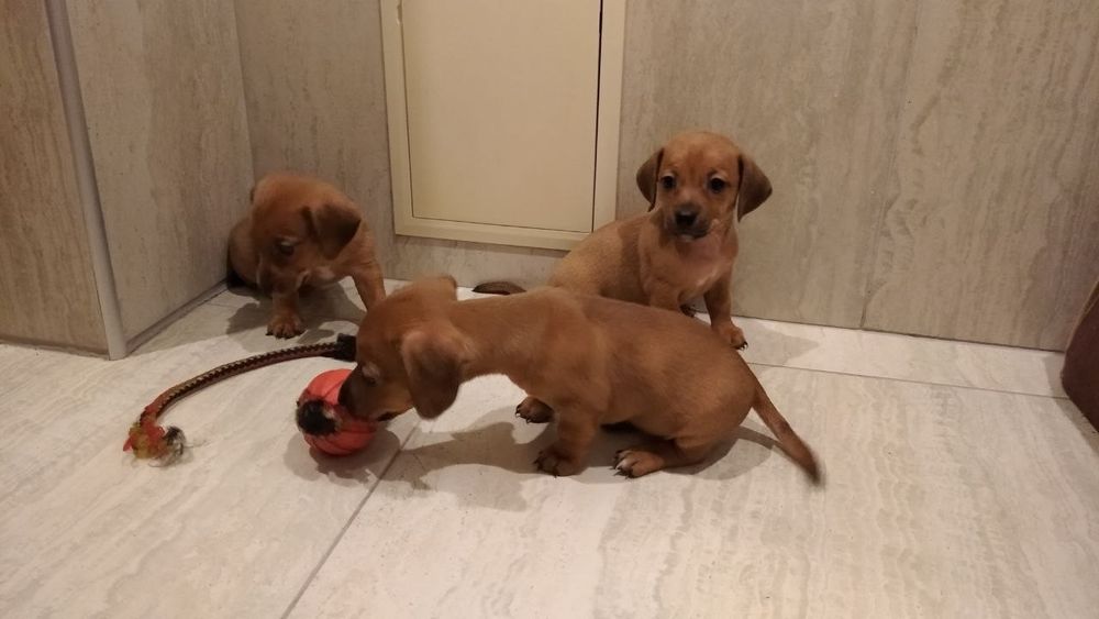 Цуценята такса 1,5 місяці