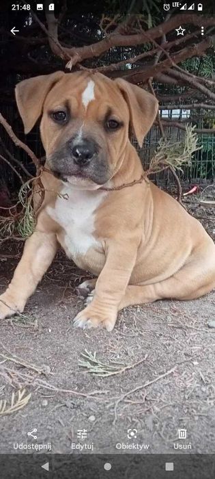 American Bully ABKC