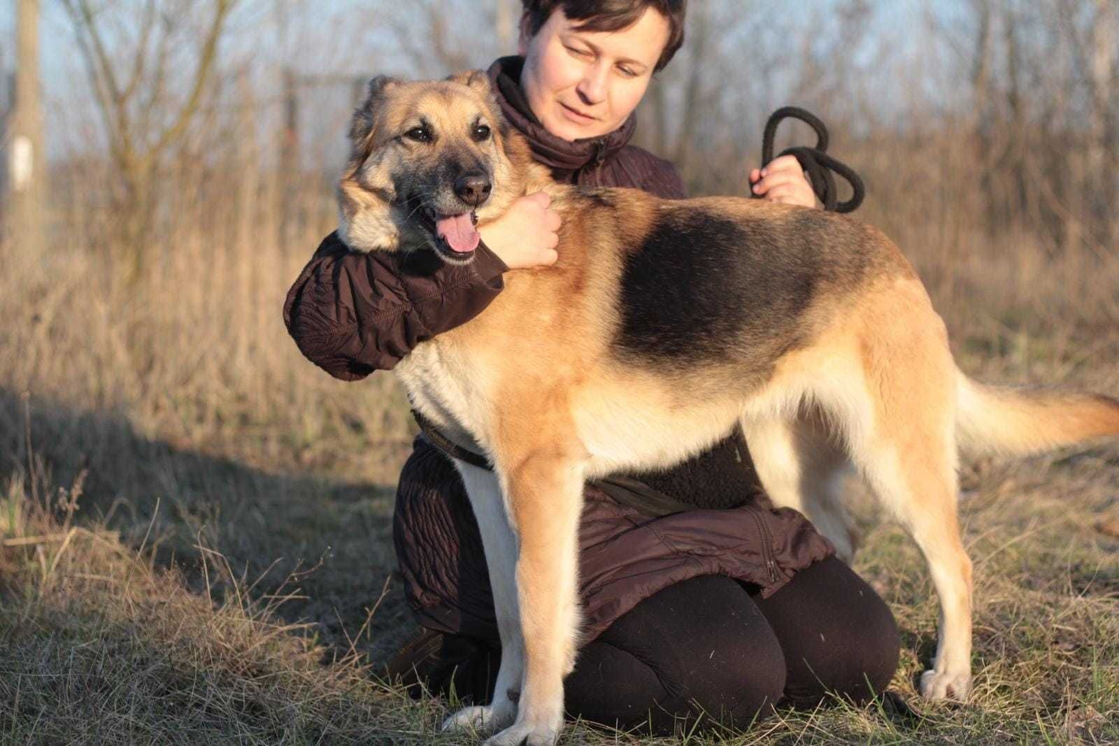 łagodna, przyjazna Sara czeka na dom