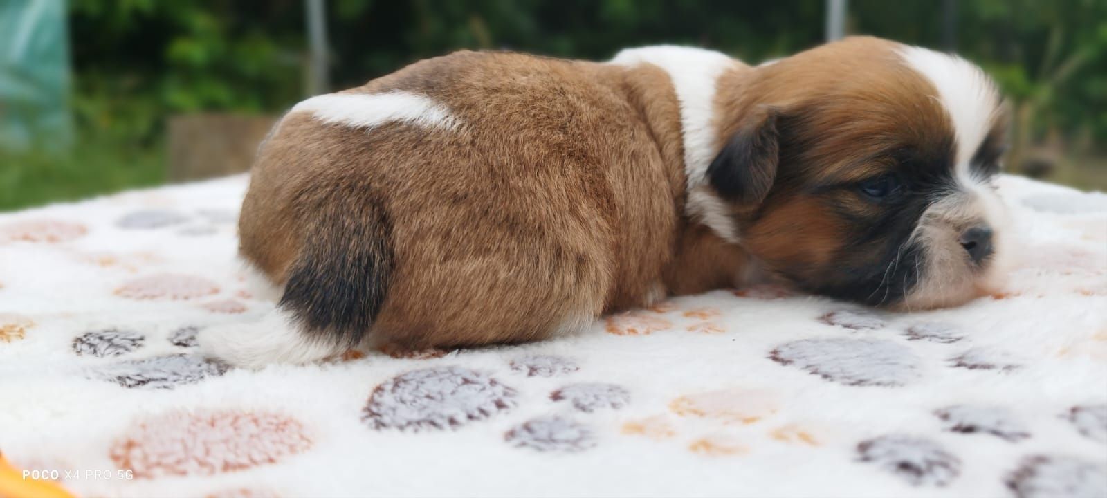 Uroczy szczeniaczek Shih Tzu szuka nowego domu!