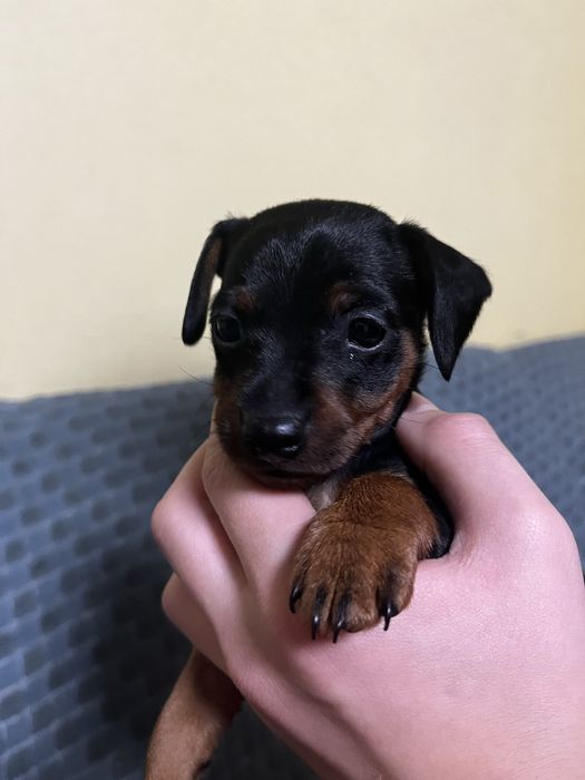 Порода Цвенгпінчер. Маленькі хвостики.