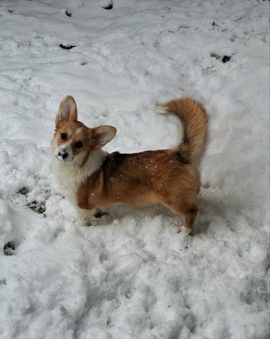 Dziewczynka Welsh Corgi Pembroke FCI