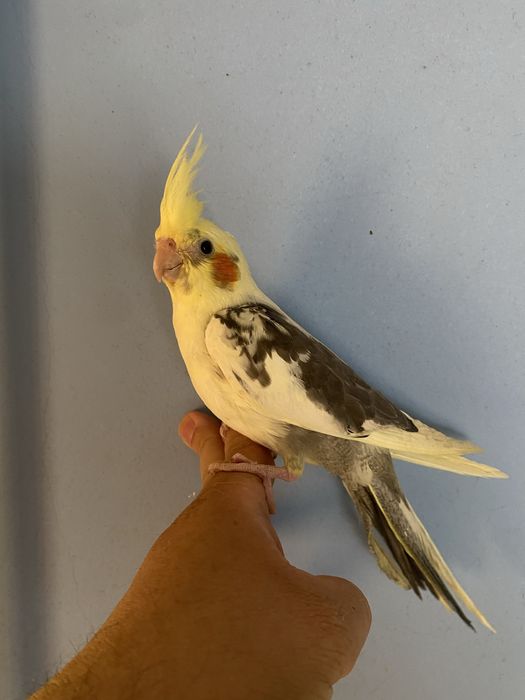 Caturra domesticada- macho