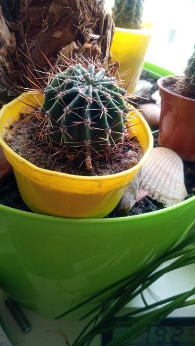 Кактус кімнатна рослина