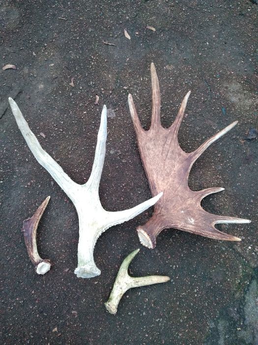 Продам рога оленя , лося кг 800 грн