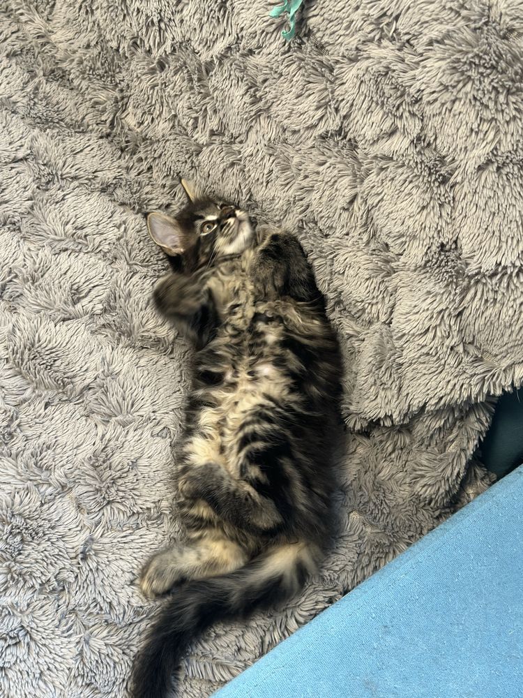 Kocieta Maine Coon czarne pręgowane