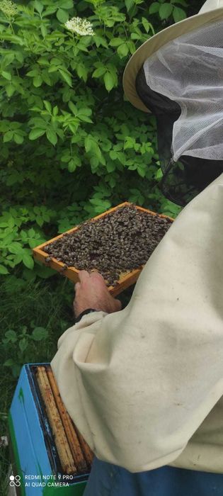 Odkłady pszczele ramka wielkopolska