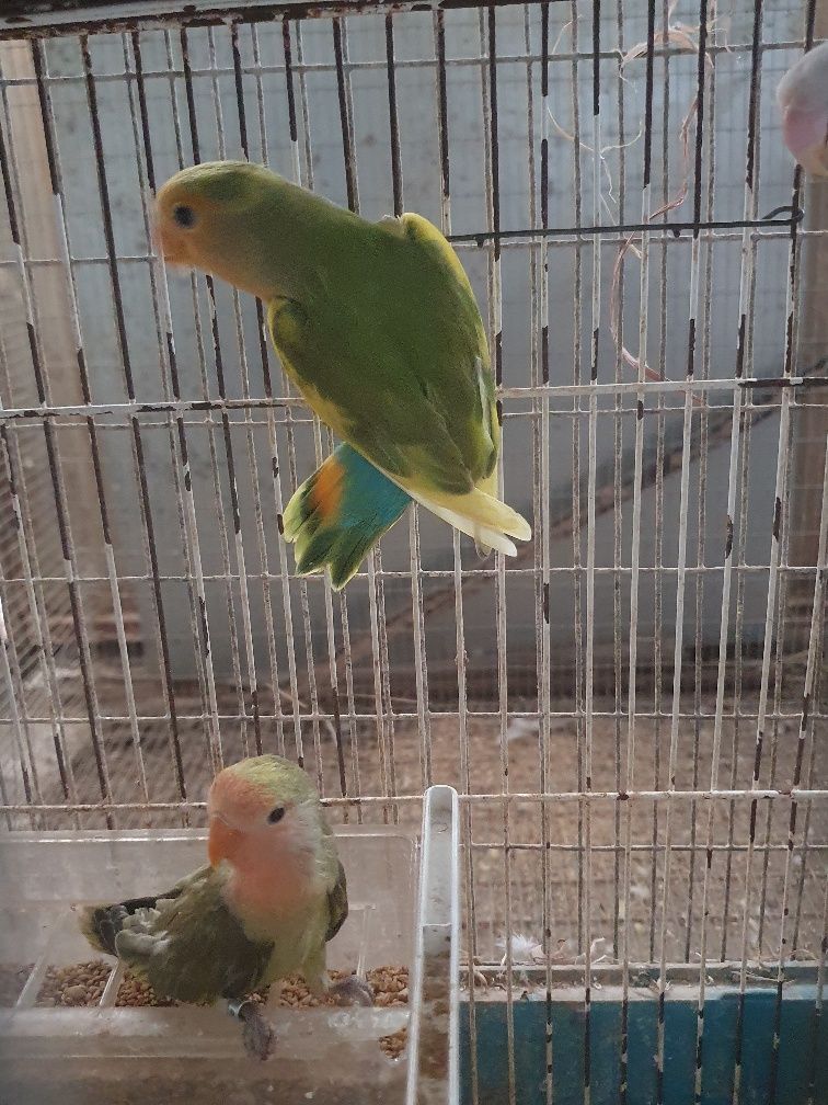 Agapornis varias mutações.