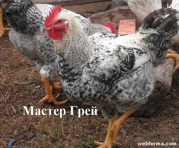 Мастер Грей , Фоксі Чік, Іспанка , Домінант