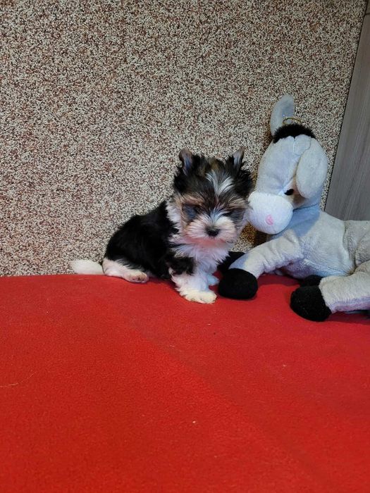 Yorkshireterrier szczeniaczek piesek miniaturka