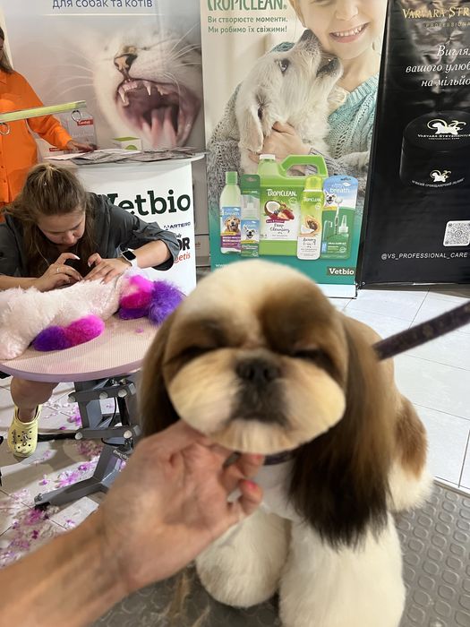 Нереально красивай кобель ши-тцу на вязку