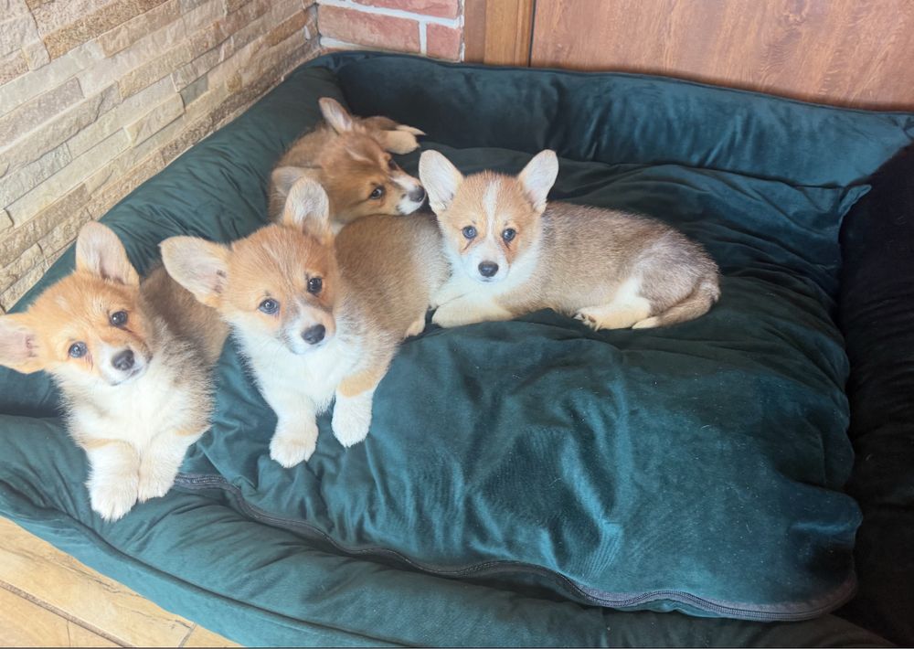 Welsh Corgi Pembroke z rodowodem