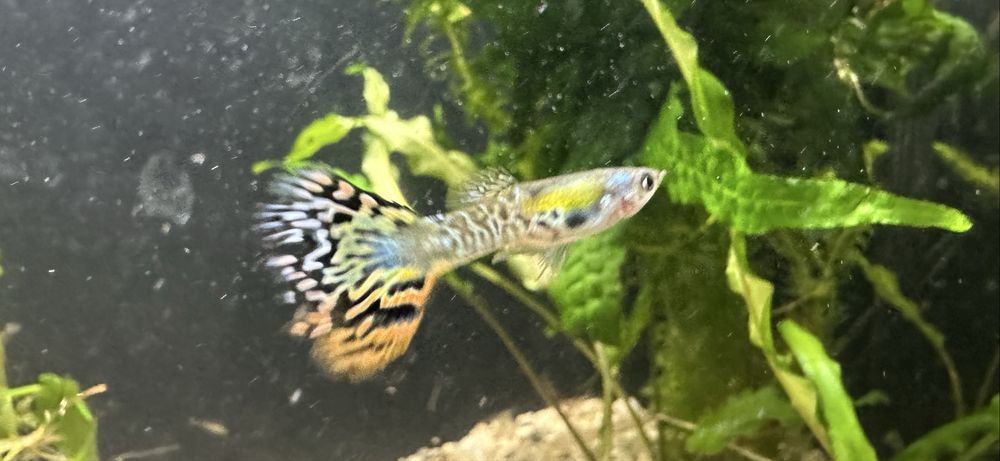 Rybki gupik, molinezje czarne. Roślinki, krewetki red i glonojady.