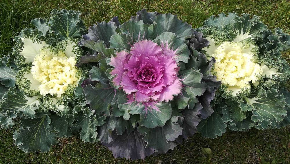 Kapusta ozdobna róża kapuściana alternatywa chryzantemy