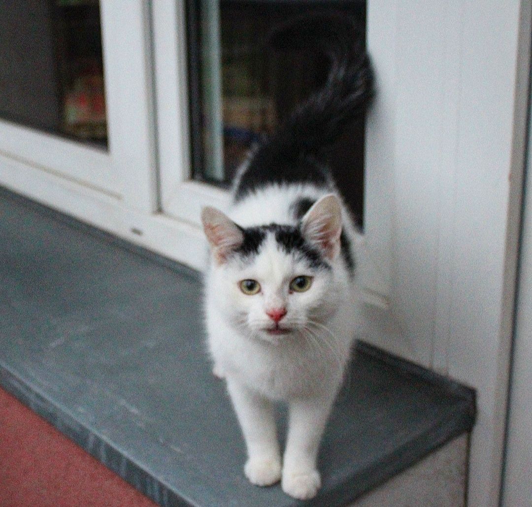 Kocięta do adopcji