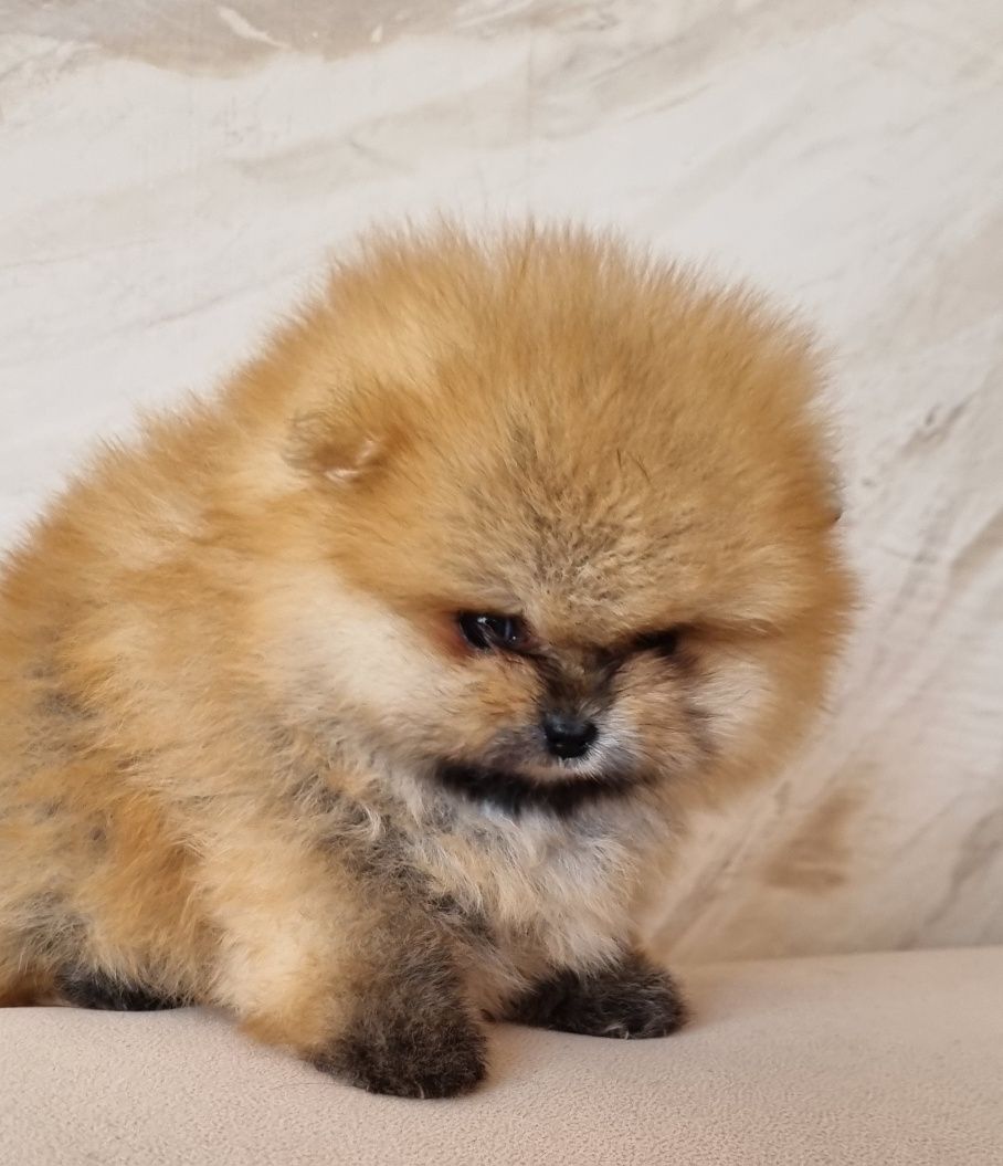 Suczka. Szpic miniaturowy pomeranian