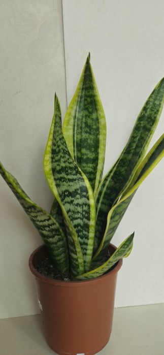 Planta Espada de São Jorge Vaso 13 cm