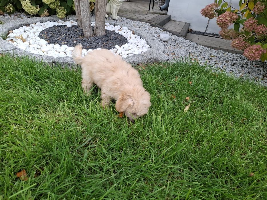maltipoo szczeniak