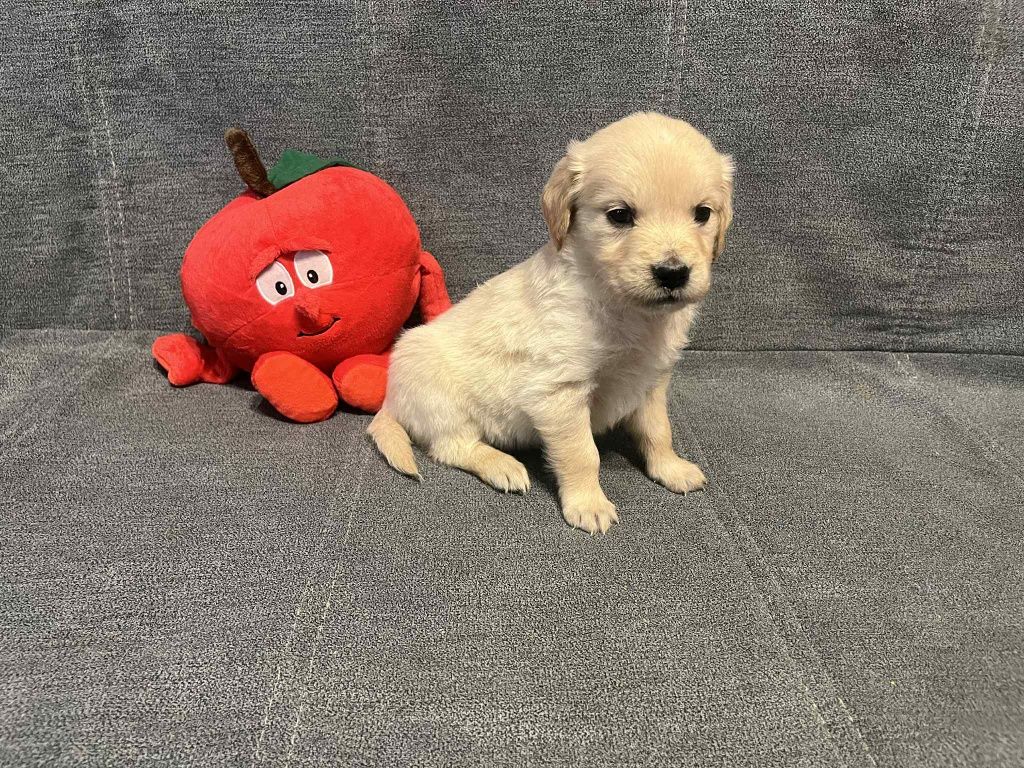 Już do odbioru. Emi suczka Golden Retriever.