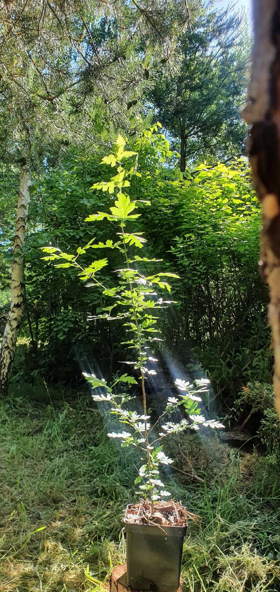 Głóg jednoszyjkowy na żywopłot. Crataegus. Sadzonki głogu w pojemn.