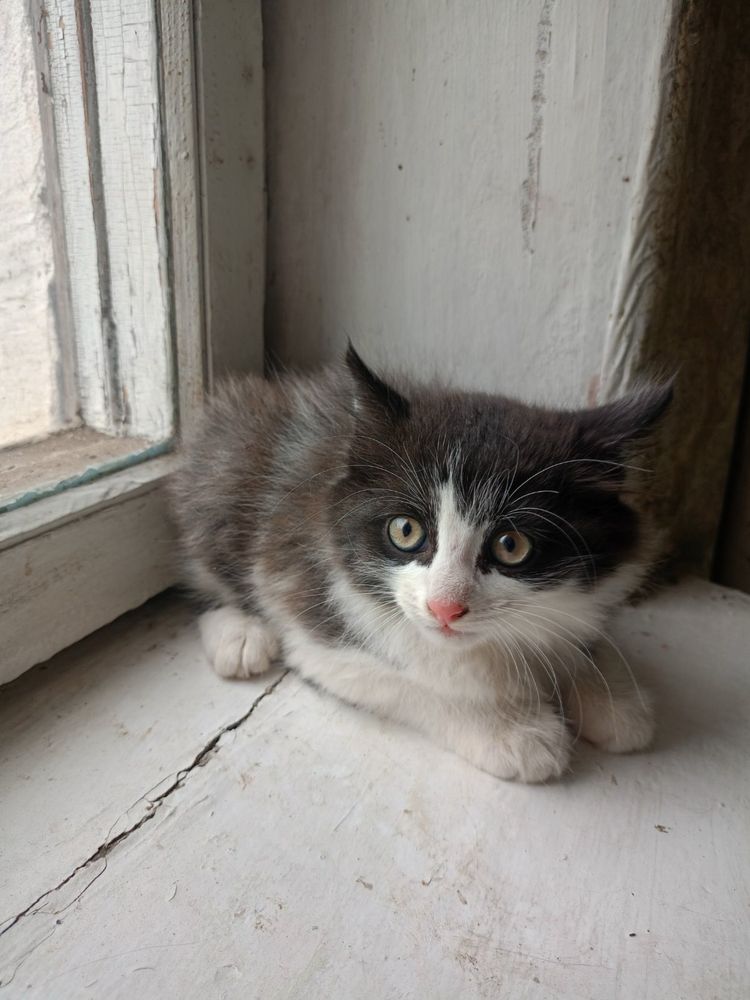 Мальчик и девочки котята