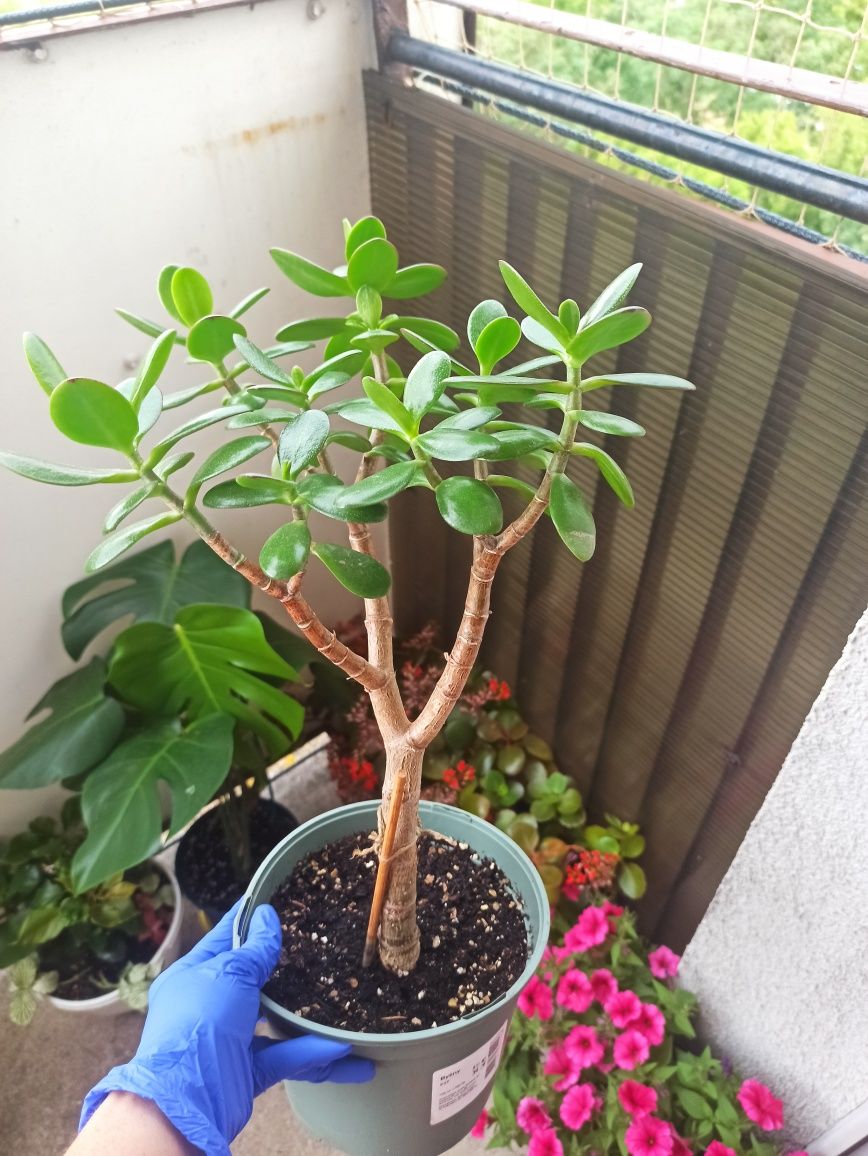 Krassula, drzewko szczęścia.