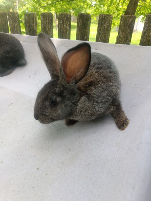 Продаю молоденькі кролики живою вагою