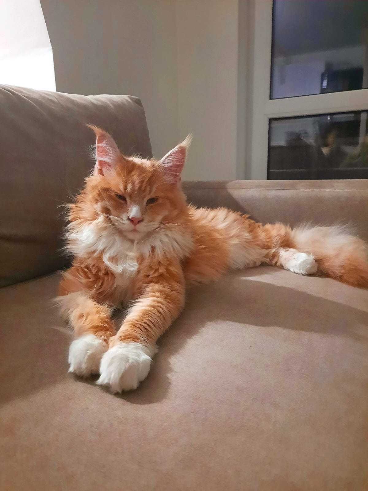 Maine Coon Reproduktor