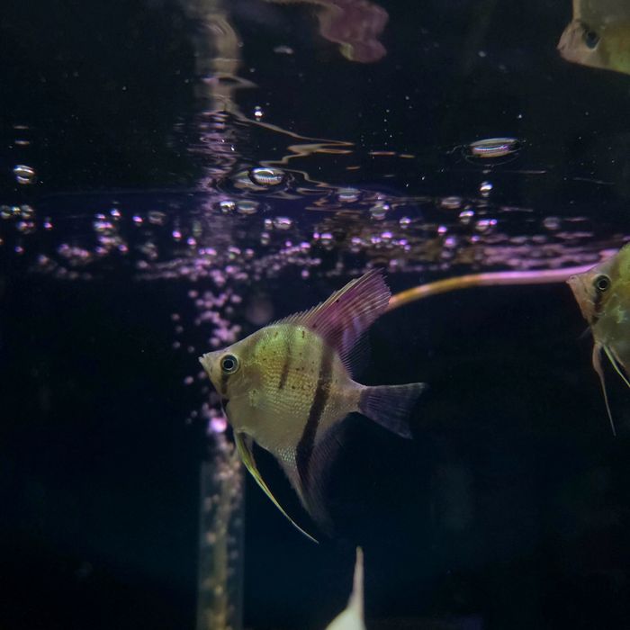 Skalar gujana red dragon/ guyana red dragon