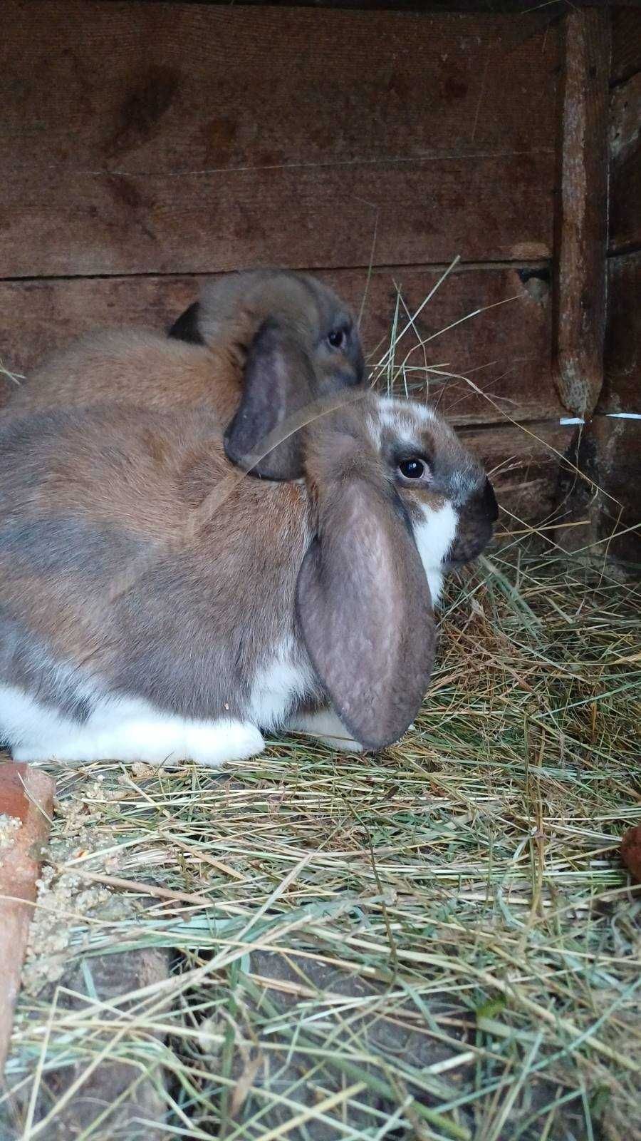 Кролики породи Баран