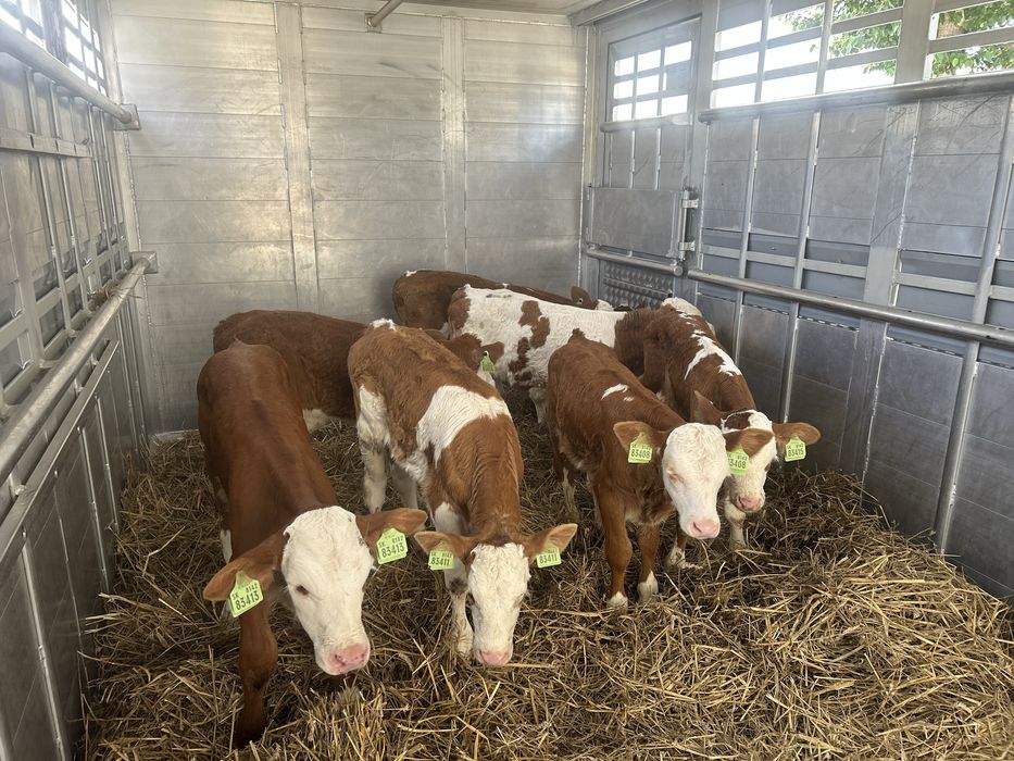 Byczki Simental 55-80kg cielęta