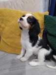 Cavalier King Charles spaniel