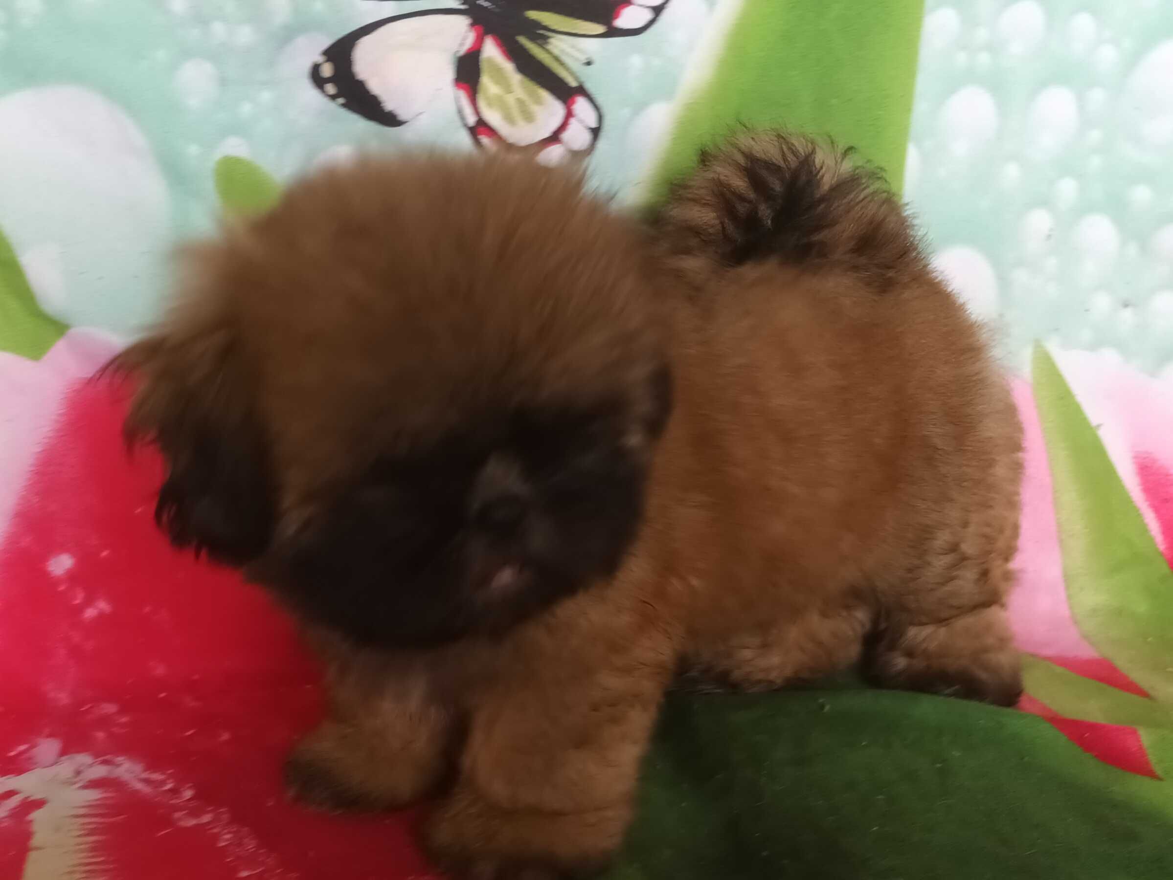 Shih Tzu z rodowodem SWKIPR WKU Polskie Porozumienie Kynologiczne