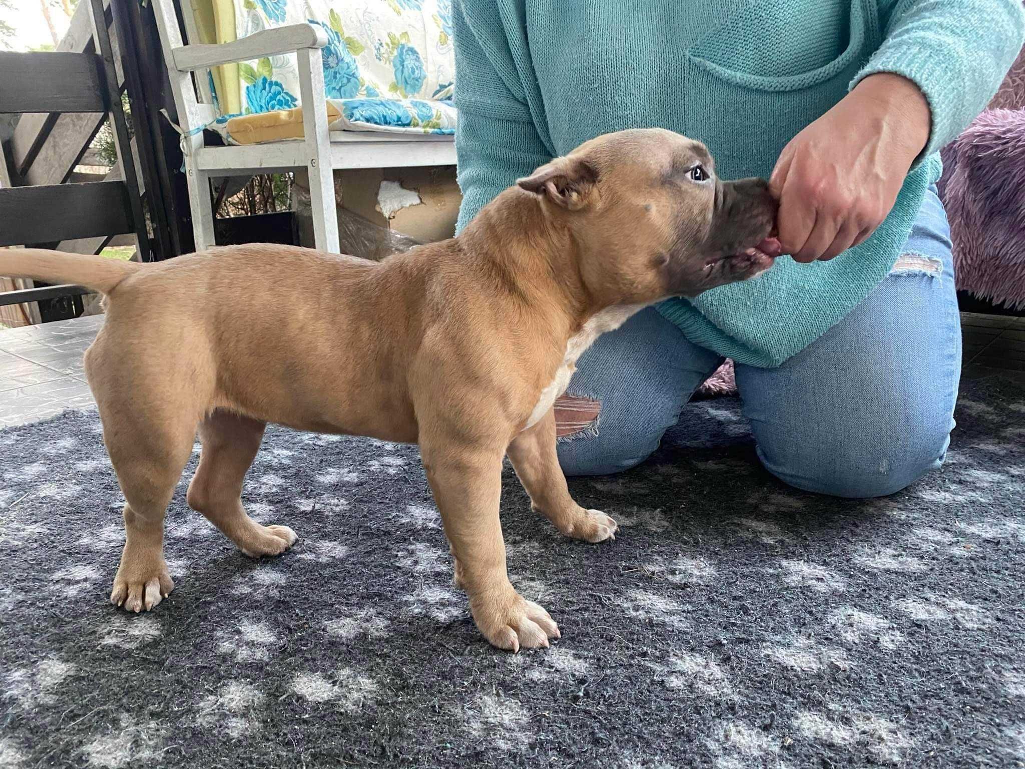 Do adopcji Ziemniaczka, suczka w typie AB TTB Poznań