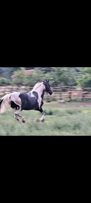 Klaczka kara 1.5 roku