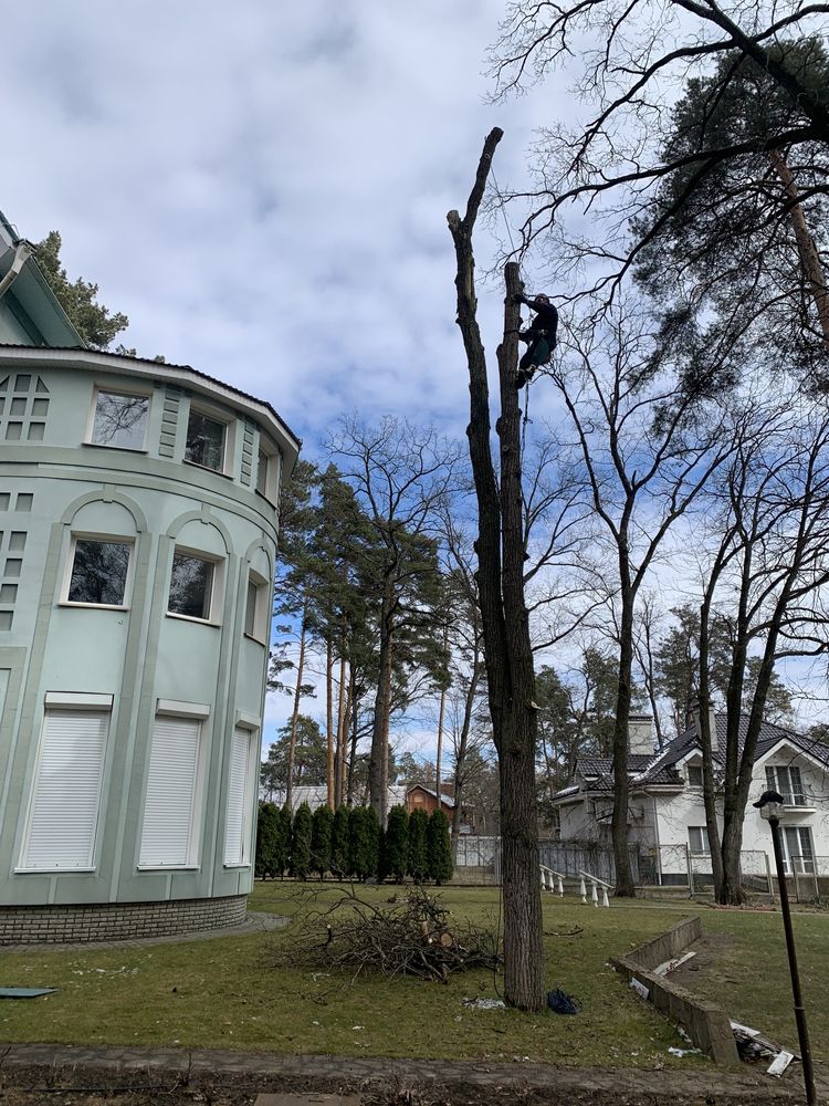 Спил деревьев,Зрізання дерев,Кронування,Благоустрій,Видалення дерев