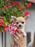 CHIHUAHUA suczka do odbioru szczeniak